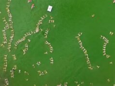 近2000人在Mar Chiquita漂浮試圖打破世界紀錄