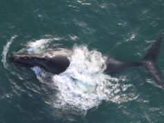 科學家在尋找猛獁象化石時在內陸 400 公里處發現了鯨魚。