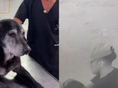 恐怖:他們報導一名男子虐待一隻流浪狗