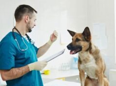 DNA 在毛皮中“旅行”:這一發現迫使我們重新思考寵物犯罪證據