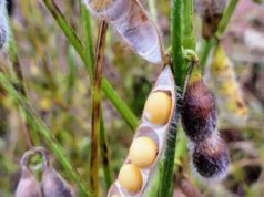 2月份分別為27.7%和30.5%