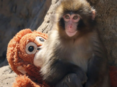 日本動物園被病毒遺棄的小獼猴「Punch」吸引人潮