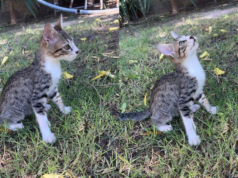 他們正在為兩個月大的小貓蒂莫特奧尋找家,等待一個充滿愛的家庭