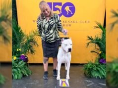 阿根廷科爾多瓦鬥牛犬 Toki 在 2026 年威斯敏斯特奧運會上創造了歷史