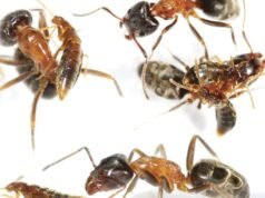 假裝成螞蟻的南加州甲蟲可能已經回答了有關進化的關鍵問題