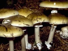 加州的蘑菇中毒事件呈上升趨勢。這就是為阻止曝光而採取的措施