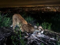 南加州和中央海岸山獅現已被列為瀕危物種