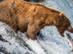 撰稿人:是否有義務拯救野生動物免遭自然之苦?