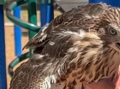 官員稱,國家保護的獵鷹在影片中發出了關節「BuzzBall」的聲音