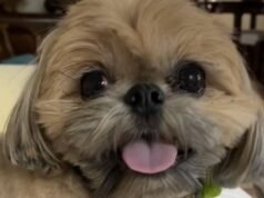 山獅在距離格倫代爾家僅「幾英尺」的地方抓住了狗