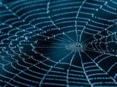 這個分子小技巧使蜘蛛絲幾乎牢不可破