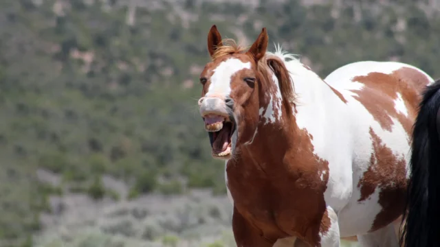 wild-horse-whinny.webp.webp