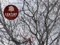 世紀樹服務中心現已接受冬季樹木清理的呼籲