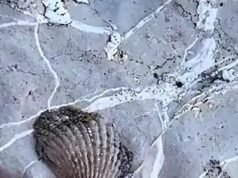 世界最高山脈頂部的古代海洋化石引發了有關諾亞大洪水的新說法