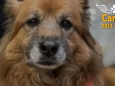 波哥大議會犬卡內拉去世 – Publimetro Columbia