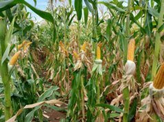 Embrapa 創新對抗農業中的真菌和黴菌毒素