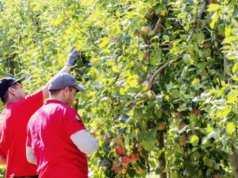 農業板塊公佈柴油化肥上漲猜測
