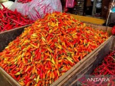 週三早上紅辣椒 RP。每公斤 74,750 盧比,青蔥44,050每公斤