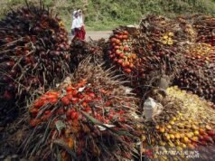 農業部加強ISPO促進永續棕櫚油工業化