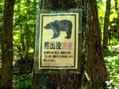 去日本旅遊?熊襲擊事件呈上升趨勢——原因如下。