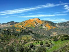 加州最佳葡萄酒產區:完整指南