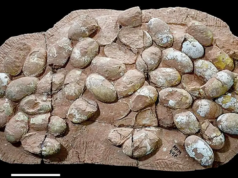 發現中生代鱷魚蛋