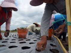 馬鈴薯農民鬥爭背後的覆蓋床溝策略