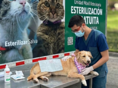 波哥大市長辦公室開設 4,000 個免費寵物絕育點 – Publimetro Columbia
