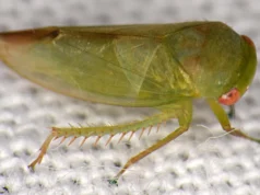 科學家在烏幹達雨林中發現了七種類似青蛙的奇怪昆蟲