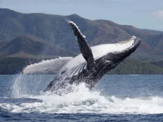 座頭鯨的復甦改變了小鯨魚的父親是誰