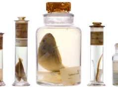 科學家們剛剛在未打開達爾文 200 年前船隻的情況下對其進行了內部觀察