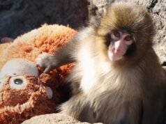 日本石川市動物園否認此事
