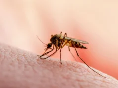 科學家發現了一種瘧疾寄生蟲無法生存的蛋白質