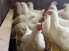 日本確認北海道家禽養殖場爆發新型高致病性禽流感