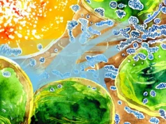 科學家發現植物細胞內與氧氣的拉鋸戰