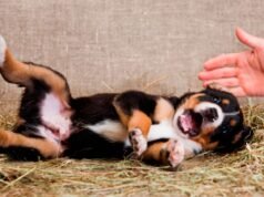 寵物癲癇發作:根據獸醫的說法,如何採取行動以及何時擔心