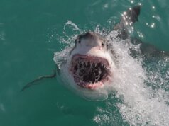 到 2025 年,鯊魚攻擊死亡人數在 10 年內平均翻倍
