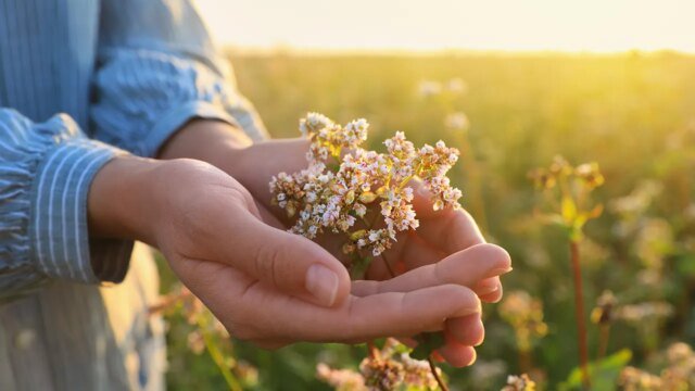 hands-holding-valerian-flower.jpg