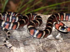 在所有已知的脊椎動物物種中,還有另外兩種可能隱藏在人們的視線中