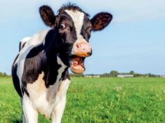 空氣中24k膽結石!