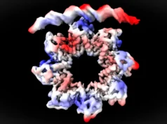 環形蛋白質分解並開始細菌細胞分裂