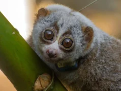 研究發現,野生釋放對獲救的懶猴來說可能是致命的