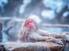 雪猴的蒸氣浴對它們的身體有什麼影響?