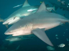 科學家剛發現牛鯊有朋友