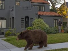 在蒙羅維亞,熊襲擊了遛狗的女子。事件被報告為“不尋常”