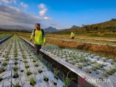 昂貴的塑料,食品系統的綠色機會