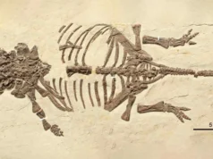 這些微小的恐龍化石愚弄了科學家20年