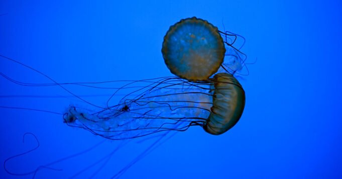 00xp-jellyfish-gpzj-facebookJumbo.jpg