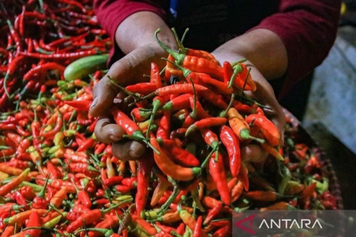 PIHPS：紅辣椒價格IDR 73,900/kg，蛋價格IDR 30,850/kg