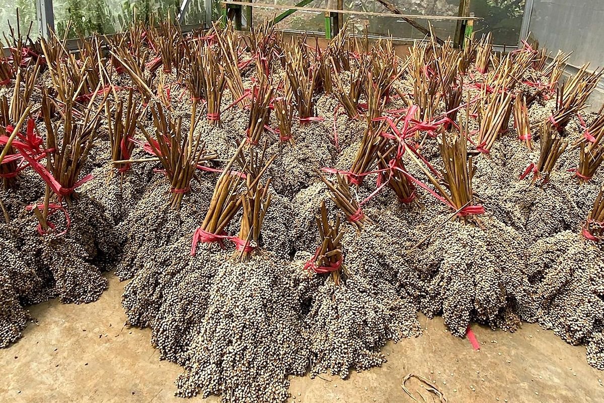 PLN EPI 在哥倫打洛開發高粱生物能源